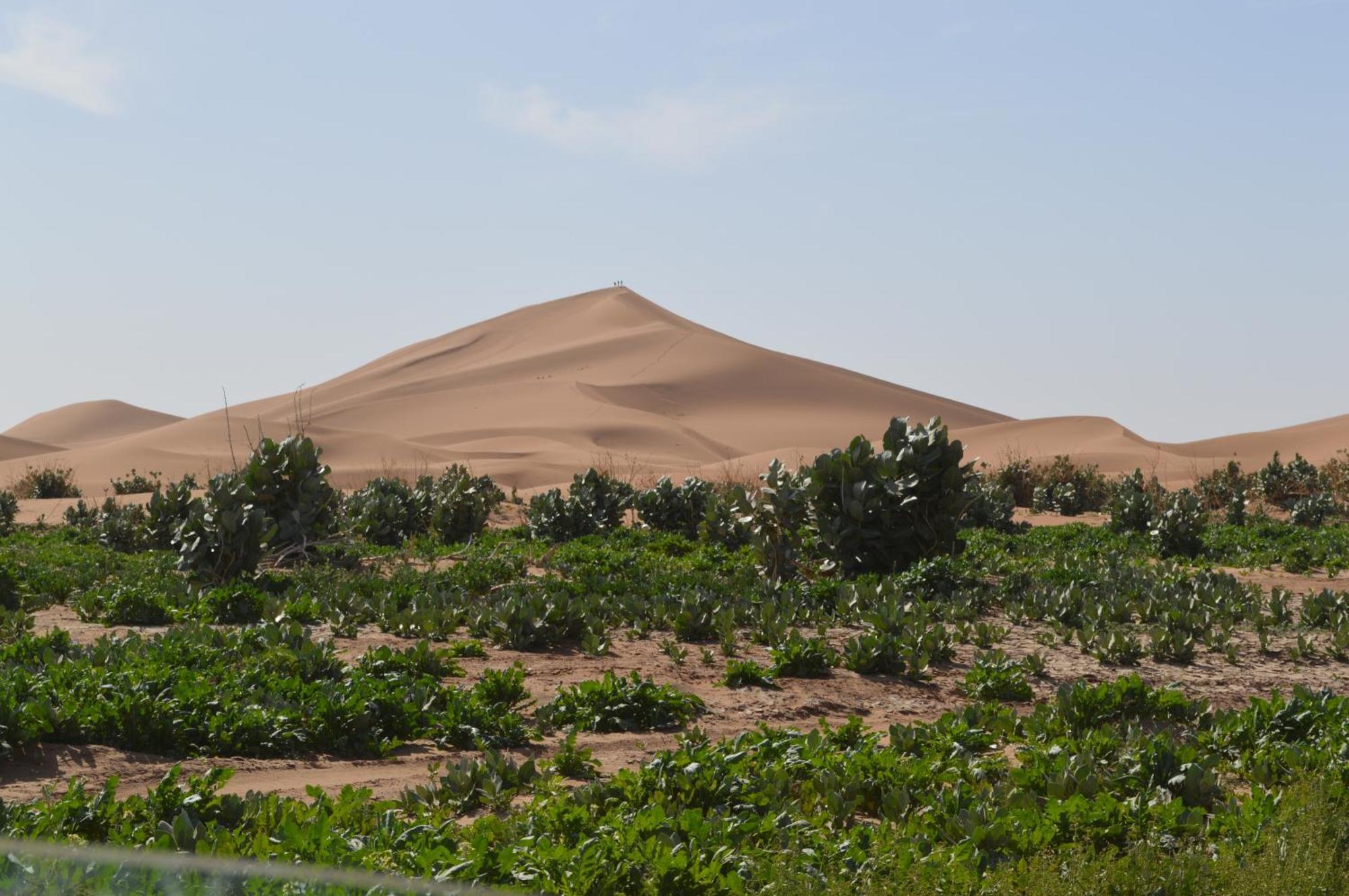 Bivouac Les Nomades & Foum Zguid To Chegaga Tours Hotel ภายนอก รูปภาพ